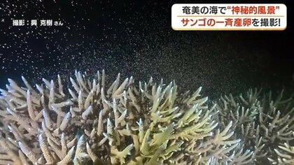 奄美大島の海中でサンゴが一斉産卵　白化被害からの「再生の第一歩」