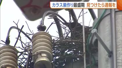 “カラスの巣”が停電の原因に！？毎年6000個ほど撤去…見つけたら通報を「カラスも必死だと思うが戦っていかなければ」
