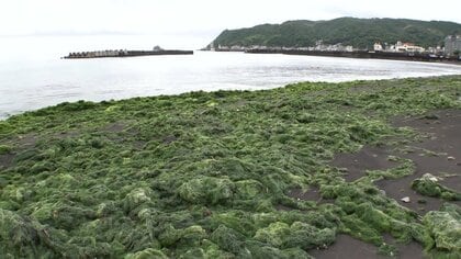 【独自】「臭いますよね…プーンって」海開き直前のビーチに大量の藻「ジュズモ」漂着　なぜ？専門家困惑「台風の影響…なんともいえない状況」　静岡・伊東市