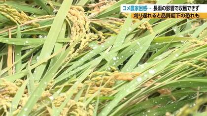 米農家が困惑「刈れなくてすごく困っている」長雨で稲が倒れる　長野・安曇野市で収穫のピークも、進まぬ稲刈り「こんな年は初めて」　刈り遅れると“胴割れ”で品質低下のおそれも
