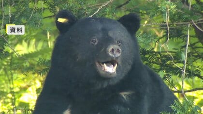 クマによる人身被害が過去最多に　10月はけが人含め88人で2024年の10倍以上　今年度死亡者13人も過去最多