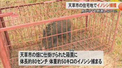 混ぜくってさるく」熊本・天草市で1カ月で636頭のイノシシ捕獲 有害