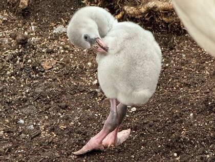 フラミンゴが子育て奮闘中！成鳥はピンク色なのになぜヒナは“灰色