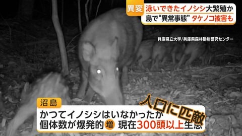 「しまいに“イノシシ村”に」人口300人の島で300頭以上大繁殖　専門家「淡路島から泳いで渡ってきた可能性」　兵庫・南あわじ市