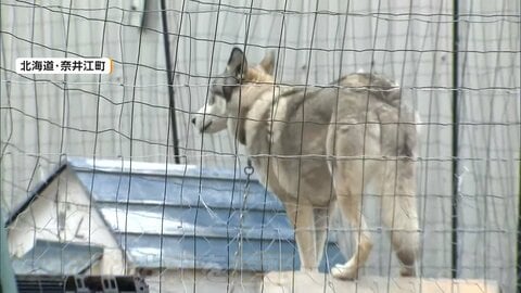 「ウルフドッグ」脱走し92歳女性にかみつく　飼い主の67歳女を逮捕　去年も同様事件で口頭で行政指導も　異例の“改善命令”検討　北海道