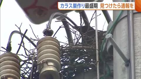 “カラスの巣”が停電の原因に！？毎年6000個ほど撤去…見つけたら通報を「カラスも必死だと思うが戦っていかなければ」