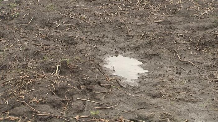 日照量や雨の影響で畑がぬかるんでしまう