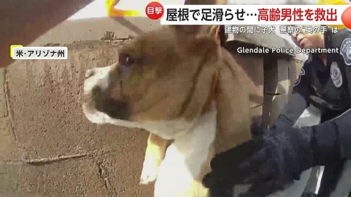 子犬を救出する瞬間