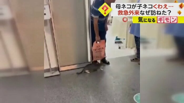 母ネコが室内に入ろうとするが男性が制止する(IHA)