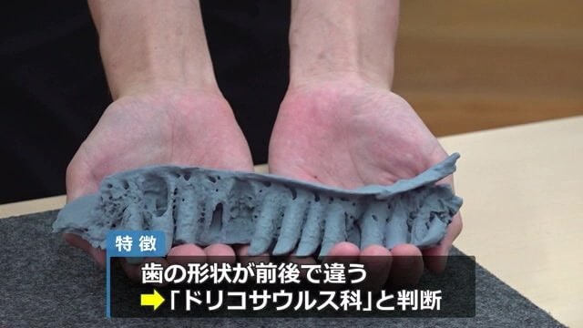 新種の可能性も高い