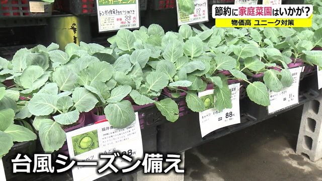 食卓によく並ぶ白菜やキャベツなど、葉物野菜が人気