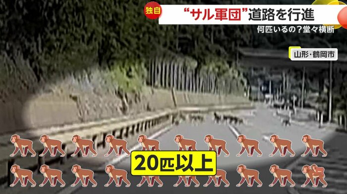 20匹以上が大行進していた現場(視聴者提供)