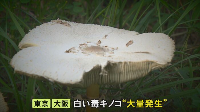 ニュースONE