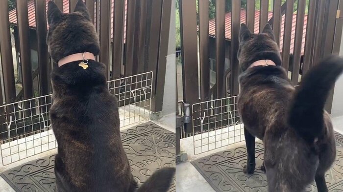 門の前で待ち(左)、尻尾をブンブン!