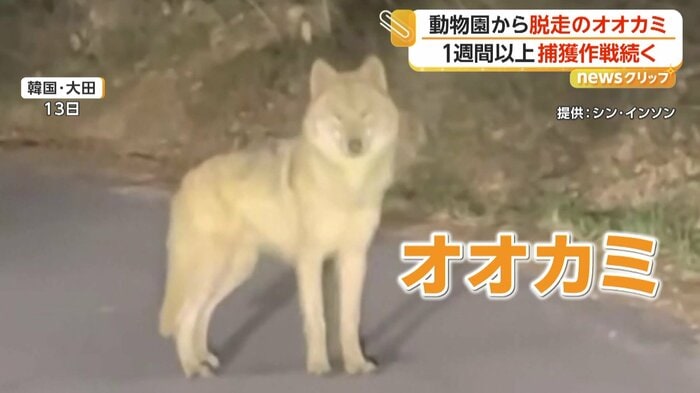 車の方向を見つめるオオカミ（提供：シン・インソン）