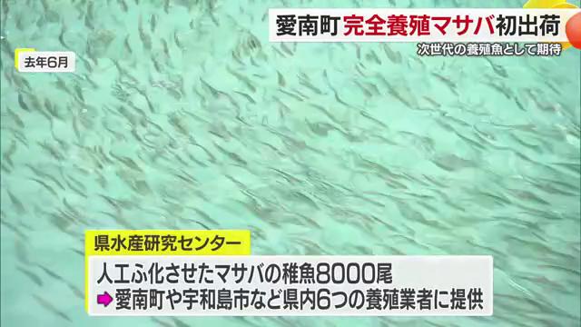 １年半で稚魚が成長して出荷へ