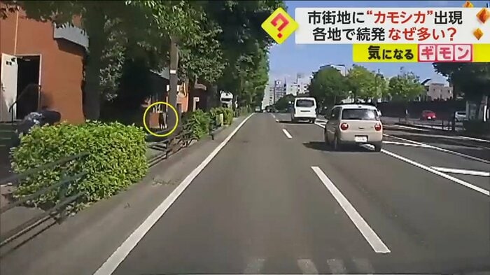 歩道に上がるカモシカ(FNN投稿サイト「ビデオPost」)