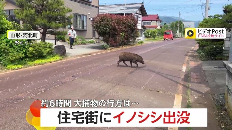 【出没】住宅街に体長90cmイノシシ…約6時間の大捕物の末に“逃走”　「決して刺激を与えないように」連日の目撃情報に警戒続く　山形・河北町｜FNNプライムオンライン