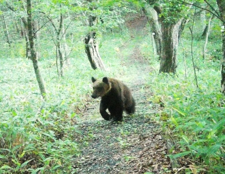 【ヒグマ速報】画像あり―公園に設置されたカメラがクマの姿を捉える＿2週間前にクマのフンがみつかった公園で警戒中にまた出没〈北海道新冠町〉｜FNNプライムオンライン