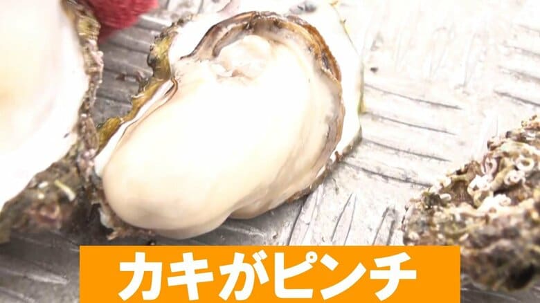 【異変】“日本一”の産地・広島で冬の味覚・カキが大量死…原因は高い海水温か?生産者嘆き「中身がない」サケやホタテも大ピンチ|FNNプライムオンライン