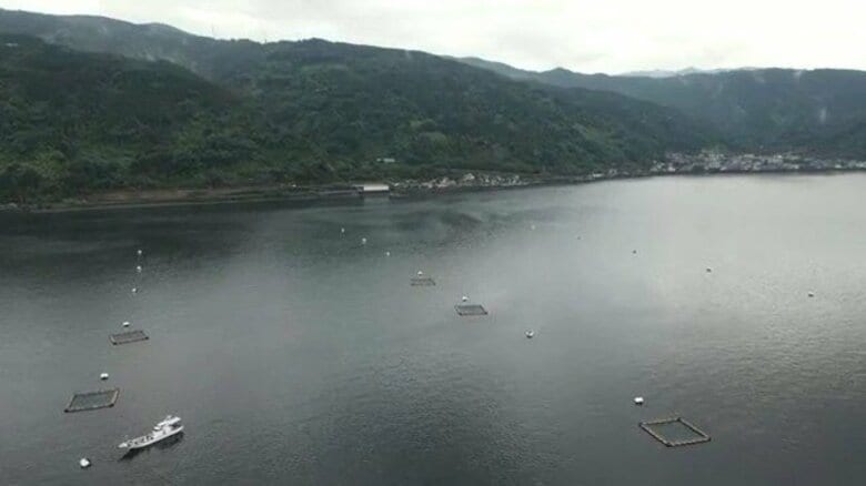 台風明けに赤潮が急発生、養殖ブリ2万3千匹に被害 錦江湾・垂水市|FNNプライムオンライン