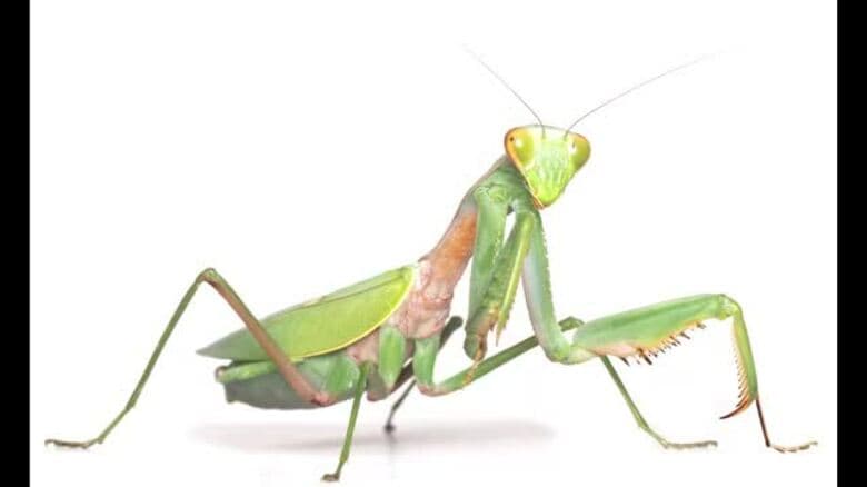 在来種に置き換わりも　中国原産「ムネアカハラビロカマキリ」久万高原などで３年前から発見相次ぐ【愛媛】｜FNNプライムオンライン