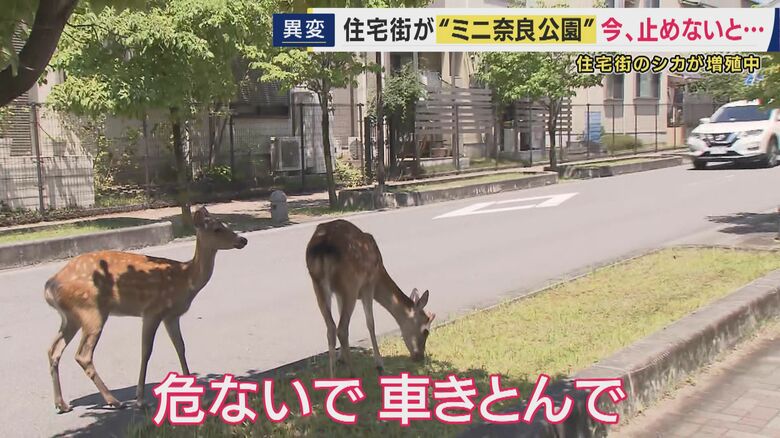 奈良公園のシカが「外に“居住地”をつくり始めている」　閑静な住宅街に多数のシカ　『食害・フン・通行妨害』住民も頭抱える｜FNNプライムオンライン
