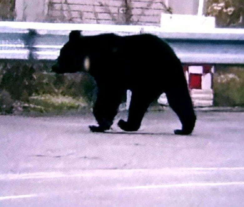 【ヒグマ速報】国道沿いの橋付近を”うろつくクマ”の姿をキャッチ…町内では目撃情報相次ぐ（10月に入り15件）警察や町が注意呼びかけ＜北海道愛別町＞｜FNNプライムオンライン