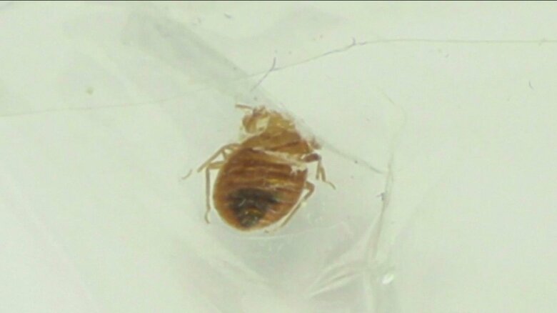 仏でトコジラミ（南京虫）が大量発生　刺されると睡眠障害も…SNSに多数投稿　政府が駆除に向け対策へ｜FNNプライムオンライン