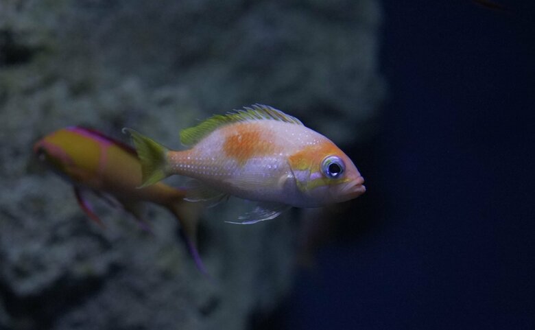 【沖縄美ら海水族館】深海で見つかった“謎の2タイプ”実は「キイハナダイ」のオスとメスだった～美しい光沢の鱗をもつ「オス個体」を展示中！～