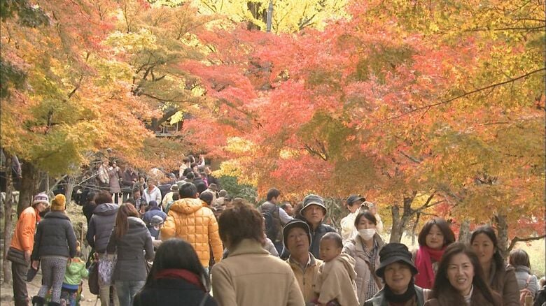 紅葉名所のモミジ「寿命」近づく…地元がつくった絶景を“次の100年”へ 香嵐渓が迎えた大きな転機｜FNNプライムオンライン