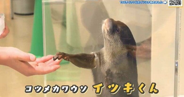 宮島水族館のアイドル「スナメリ」にエサやり　「コツメカワウソ」と握手に「ずきゅん。」　【棚さんぽ】｜FNNプライムオンライン