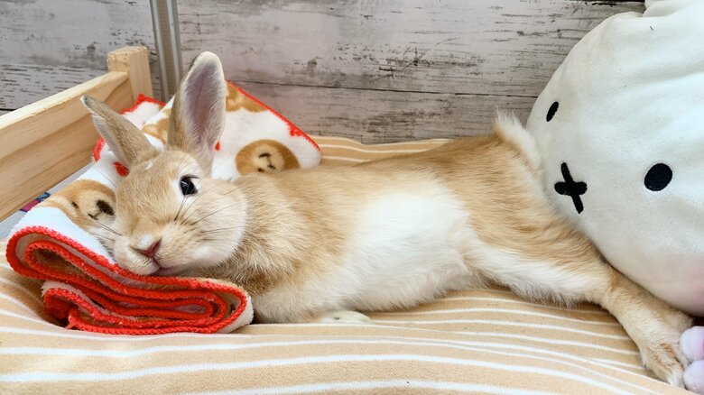 提供：げんまいとうるちさん