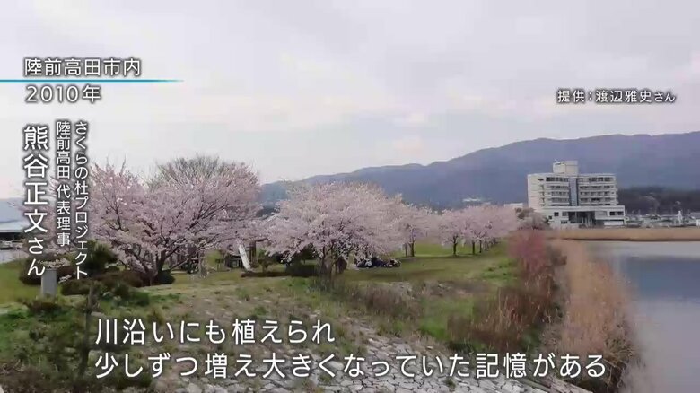 川沿いの桜並木－2010年の様子