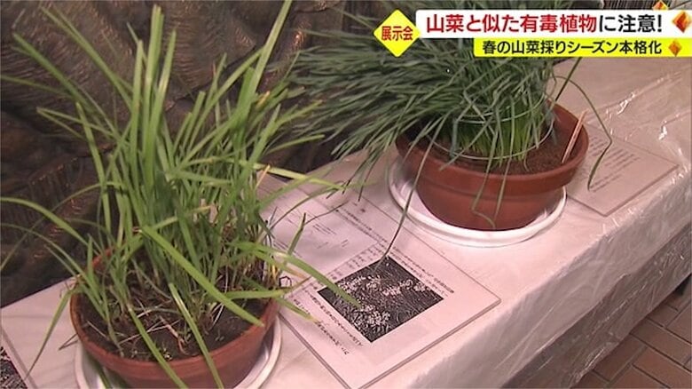 間違えやすいというニラ（左）とスイセン（右）