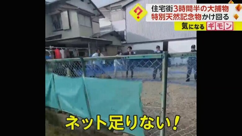 ネットのわずかな隙間を抜けてニホンカモシカは逃走