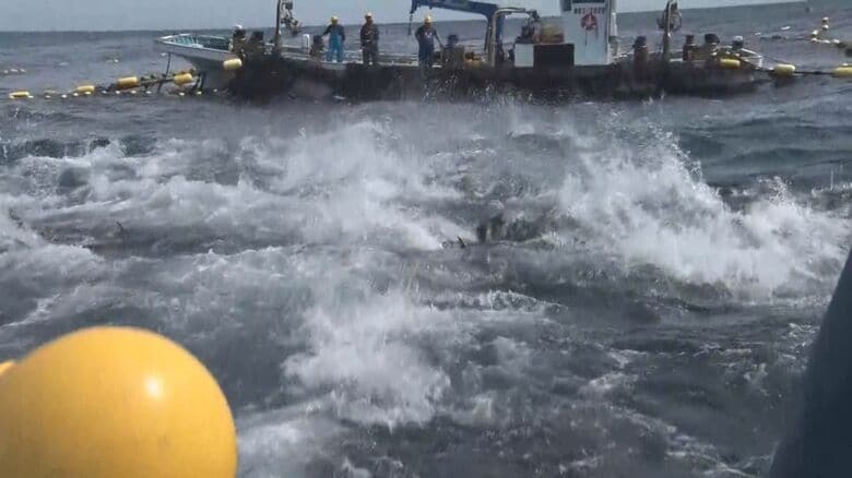 クロマグロ放流（佐渡市）