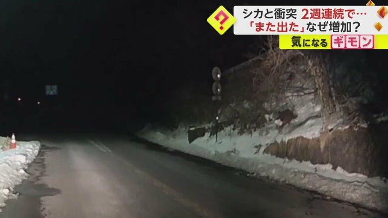 【ドライブレコーダー画像】シカと車の“衝突事故”の一部始終⑭