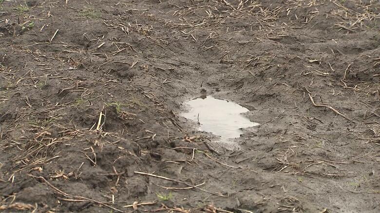 日照量や雨の影響で畑がぬかるんでしまう