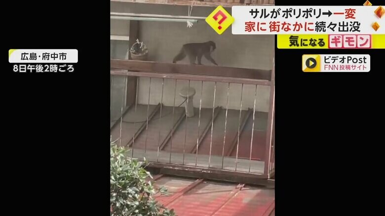 住宅のベランダの手すりをつたって歩くサル