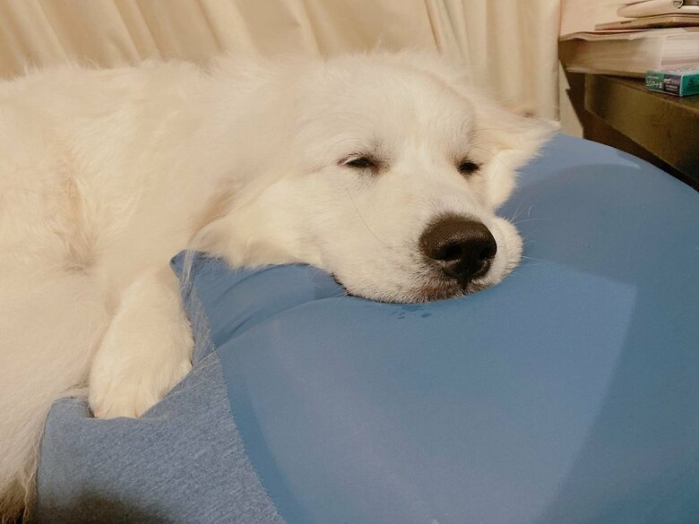 ビーズクッションの魅力にとろけている