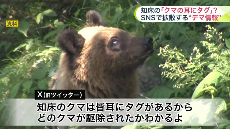 知床のクマに関する間違った情報がXで拡散
