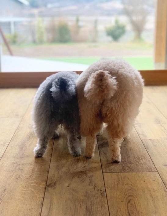 提供：＠tsuru_323さん