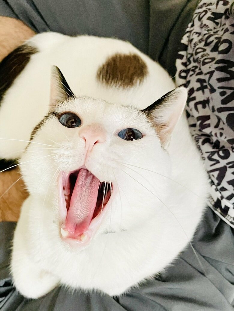 あくびをするつくねくん（提供：つくね＆ひまりさん）