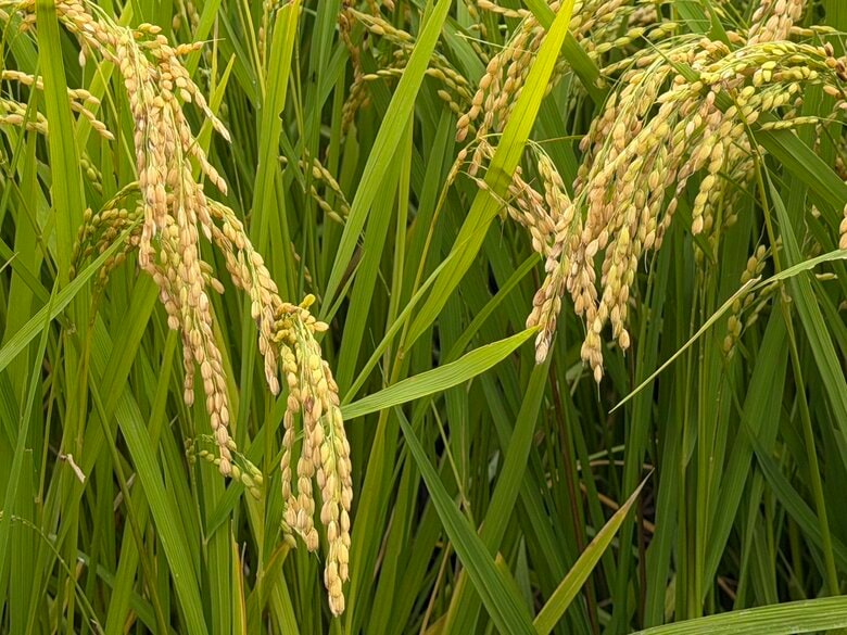 穂先に病害が発生した稲（筆者撮影）