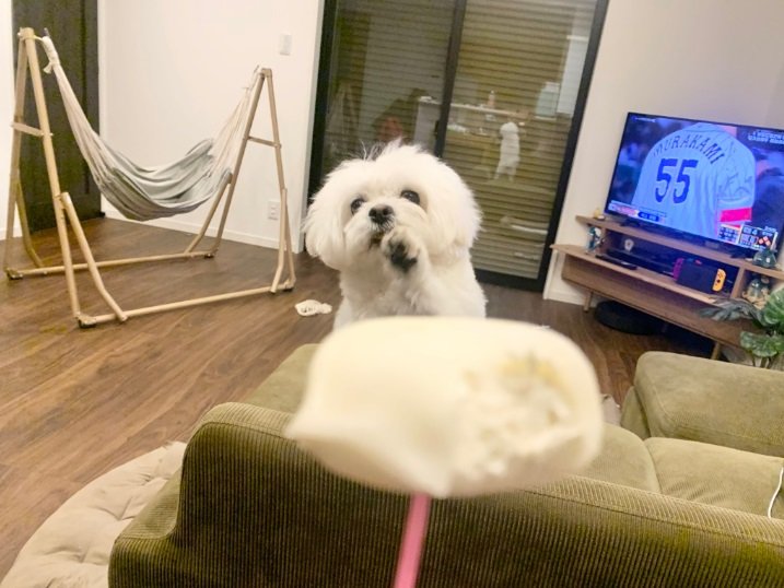 アイスが食べたい！わむうくん