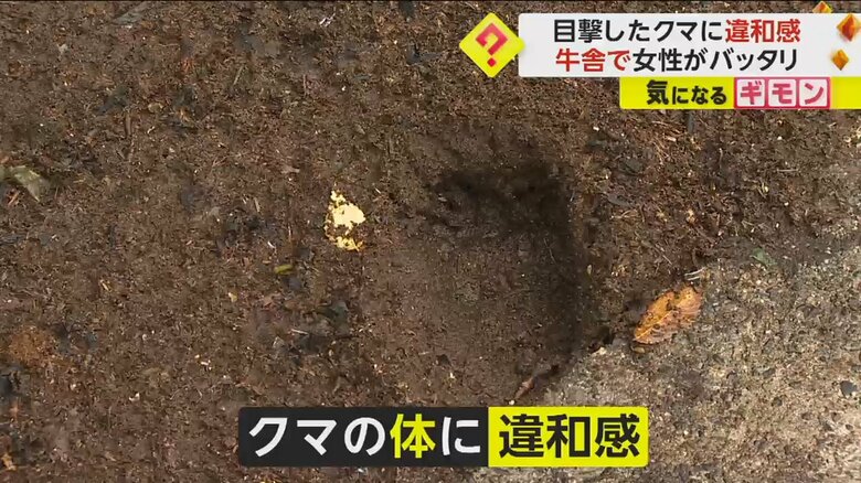 目撃されたクマはとてもやせていたという