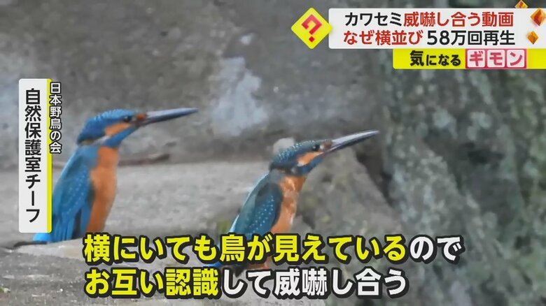 横並びで互いに威嚇をするカワセミ