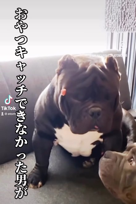 お顔におやつが「ペチッ」