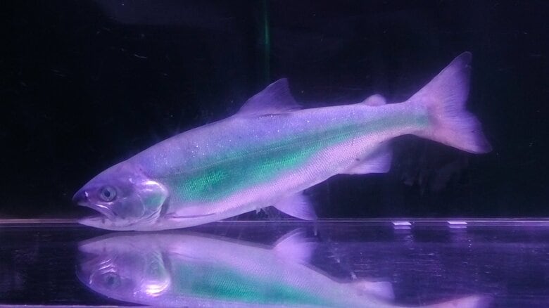 「完全閉鎖循環式陸上養殖」で育てたベニザケ（提供：NTT東日本）